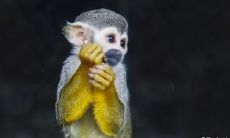 属猴2023.1.14运势 精气神很足