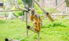 属猴2023.1.13运势 草率从事