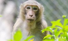 属猴2023.1.5运势 财运有贵人相助