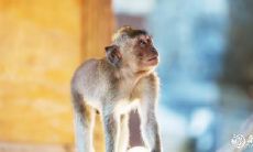 属猴2023.1.3运势 放下杂念