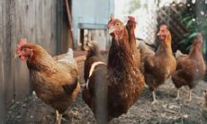 81年属鸡42岁2022 81年属鸡人2022年有一灾吗