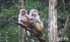 属猴2022.12.26运势 有些心比天高