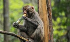 属猴2022.12.23运势 机遇来了