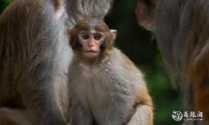 属猴2022.12.15运势 犯糊涂不可取