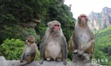 属猴2022.12.6运势 稀里马虎