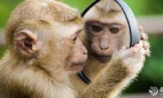 属猴2022.11.30运势 考虑事情很周全