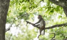 属猴2022.11.26运势 围着工作转