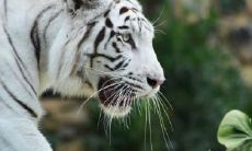 属虎宜去的方位 属虎最适合和谁合作生意