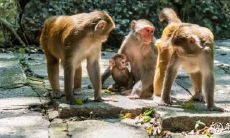 属猴2022.11.19运势 状态不太稳定