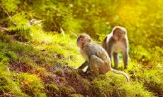 属猴为什么不能带金 佩戴什么饰品最好