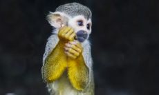 属猴为什么住6楼不好 属猴住几层楼最好