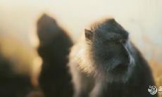 属猴2022.10.30运势 不要消费过度