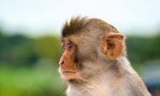 属猴2022.10.28运势 工作有很大的进步