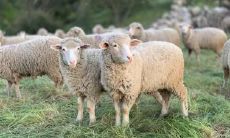 为什么羊29岁最苦 属羊人29岁需要注意的事项