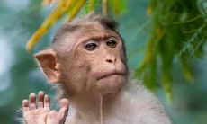 属猴2022.10.15运势 多有波折