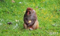 属猴2022.10.13运势 豁达大度