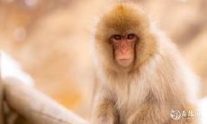 属猴2022.10.8运势 手脚麻利