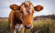 属牛不宜用的偏旁 属牛起名可以用什么方法