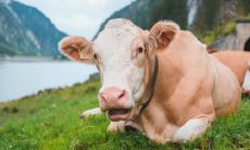 属牛宜配什么属相 属牛的人在婚姻中有什么缺点