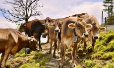 属牛宜和啥属相共事 属牛办公室风水要注意什么