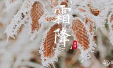 属猪生于霜降 生于霜降的命运