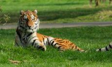 什么生肖能压住老虎 生肖虎的贵人是谁