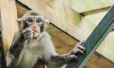 属猴供奉本命水星图片解析 本命花是什么