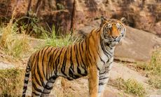 属虎的女人怕什么颜色 什么颜色最旺