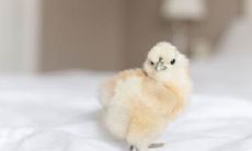 2021年属鸡幸运色是什么 忌讳什么颜色