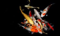 属龙2021.10.13运势 偶遇佳人