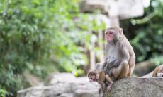 属猴2021.12.14运势 被糟心事所烦