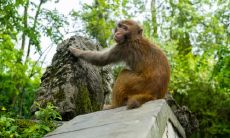 属猴2021.12.11运势 过于强势