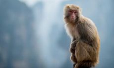 属猴2021.11.17运势 谋事顺心顺意