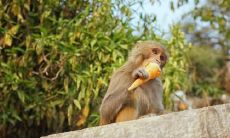 属猴2021.11.15运势 不要太过张扬