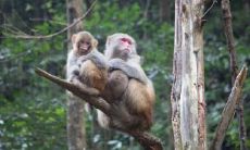 属猴2021.11.13运势 运势非常棒