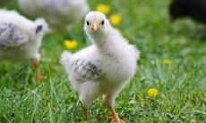 属鸡有没有横财 属鸡做什么生意发财