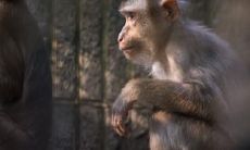 属猴2021.10.29运势 喜欢待在自己的世界里