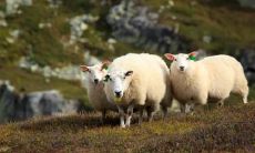 八月羊挨刀杀什么意思 八月出生的羊好不好