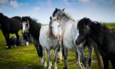 八月马为什么是犯月 属马犯月要怎么化解