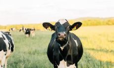 三月牛破月什么意思 生肖牛三月生好吗