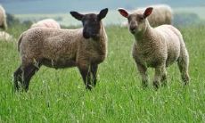 九月羊是什么意思 九月羊和什么配