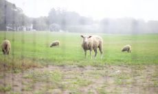 九月羊男为什么不能嫁 属羊男值得嫁吗