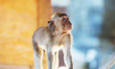 属猴2021.10.22运势 深受器重