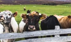 为何属牛的还阴债多一些 有什么说法吗