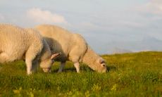 为什么属羊不能打耳洞 属羊戴耳环宜忌