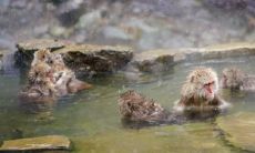 属猴2021.10.3运势 多体谅对方