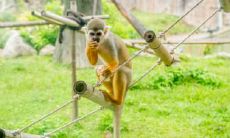 属猴2021.9.27运势 做事要有耐心