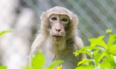 属猴2021.9.7运势 财运下滑