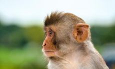 属猴2021.9.4运势 财运运势上升