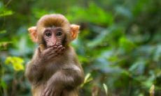 属猴2021.9.3运势 运势大吉事事顺心